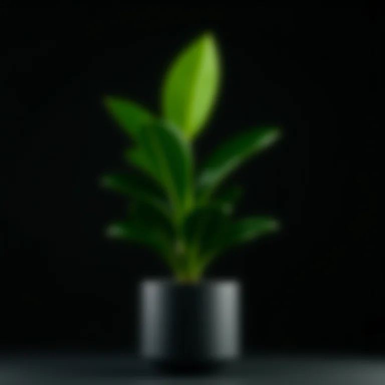 Zamioculcas zamiifolia (ZZ Plant) em vaso moderno