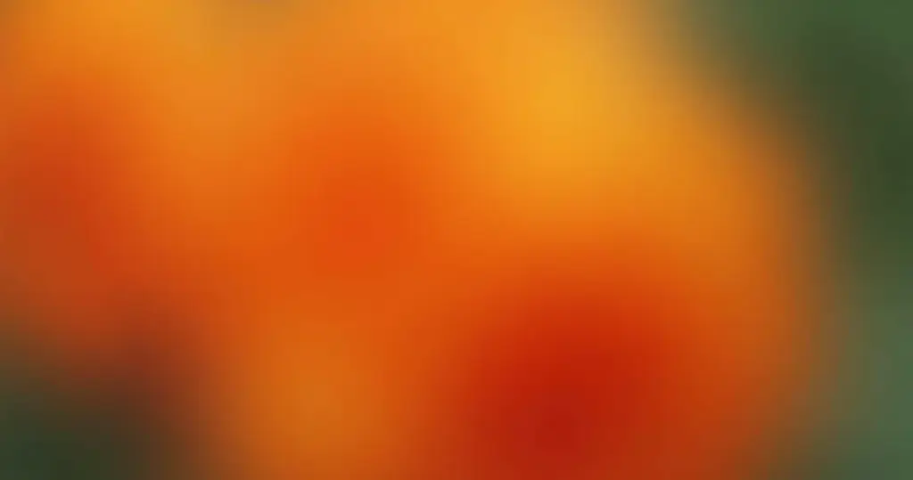 Cores que Combinam com Laranja: A Paleta Secreta para 2026