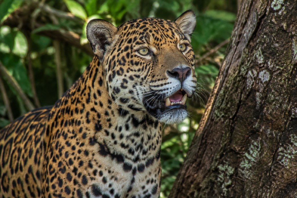 O reflexo de Flehmen ajuda a onça a perceber sinais químicos no ambiente.