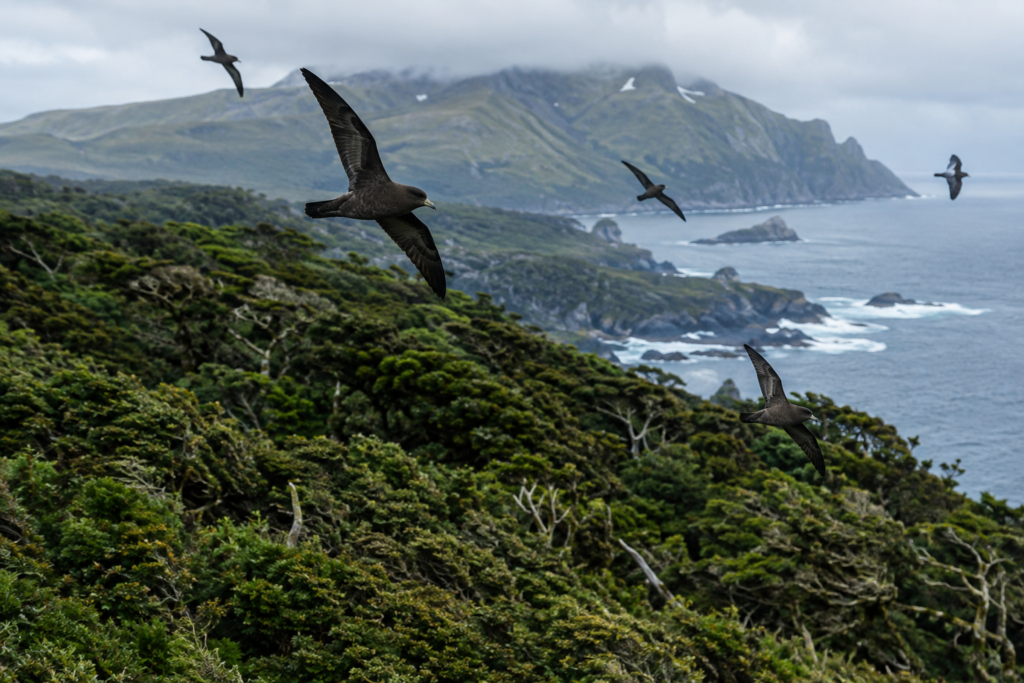 A série acompanha aves marinhas, pinguins e leões-marinhos nas Ilhas Snares.